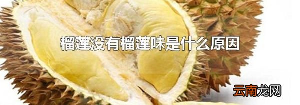 榴莲没有榴莲味是什么原因