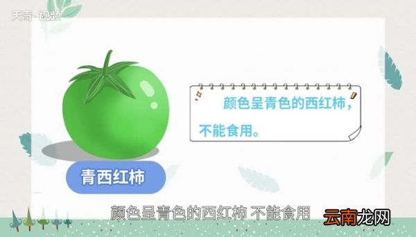 青西红柿能吃吗 青西红柿可以吃吗