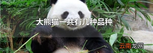 大熊猫一共有几种品种