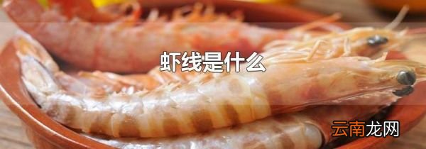 虾线是什么