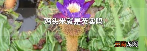鸡头米就是芡实吗