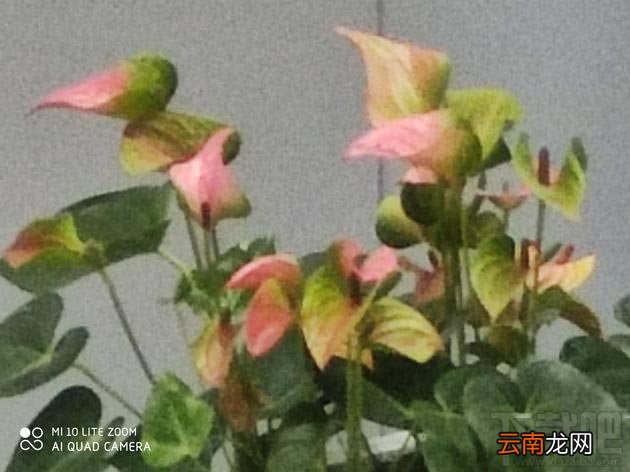 小米10青春版怎么样？小米10青春版参数配置一览