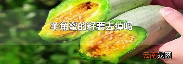 羊角蜜的籽要去掉吗