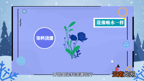 蓝玫瑰的花语 蓝玫瑰的花语是什么