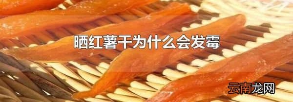 晒红薯干为什么会发霉