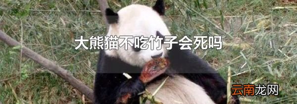 大熊猫不吃竹子会死吗