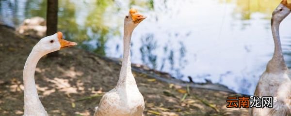 黄鼠狼怕鹅吗 黄鼠狼会怕鹅吗