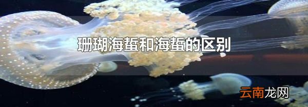 珊瑚海蜇和海蜇的区别