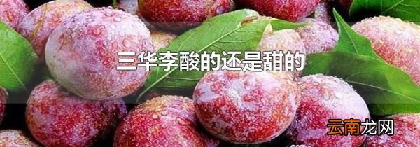 三华李酸的还是甜的