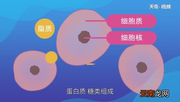 细胞膜主要由什么组成细胞膜是由什么组成的