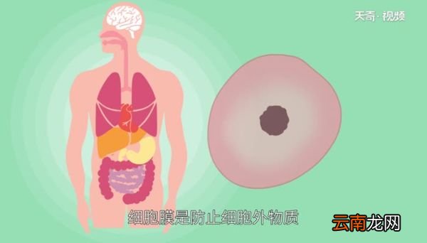 细胞膜主要由什么组成细胞膜是由什么组成的
