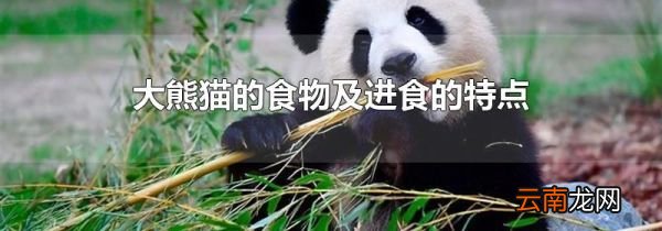 大熊猫的食物及进食的特点