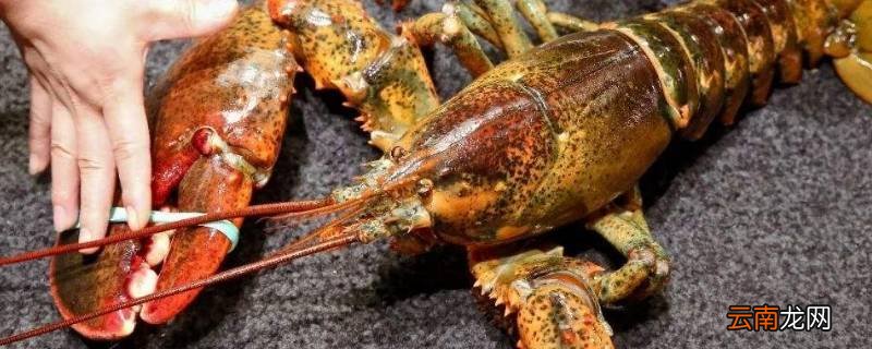 大波龙蒸几分钟