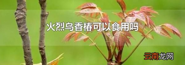 火烈鸟香椿可以食用吗