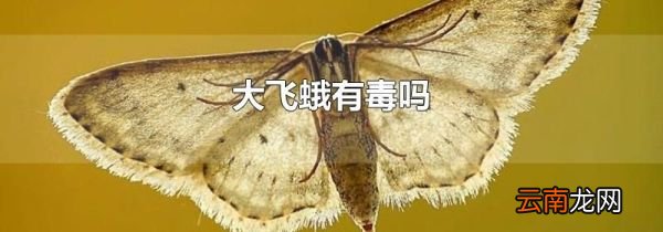 大飞蛾有毒吗