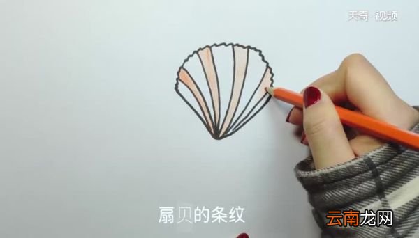 贝壳的画法