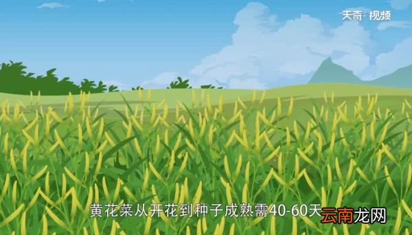 黄花菜有毒吗 新鲜黄花菜有毒吗