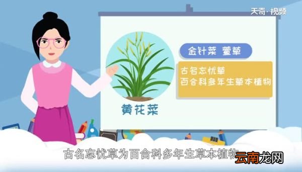 黄花菜有毒吗 新鲜黄花菜有毒吗