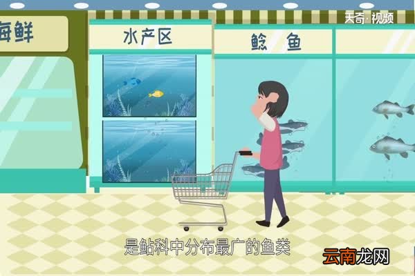 鲶鱼吃什么 鲶鱼以什么为食