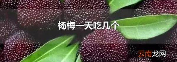 杨梅一天吃几个