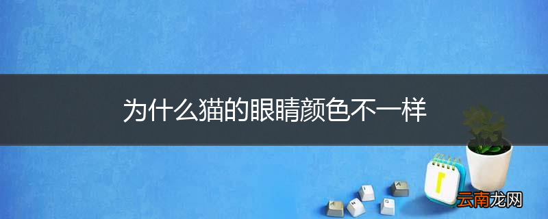 为什么猫的眼睛颜色不一样