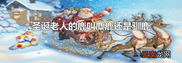 圣诞老人的鹿叫麋鹿还是驯鹿