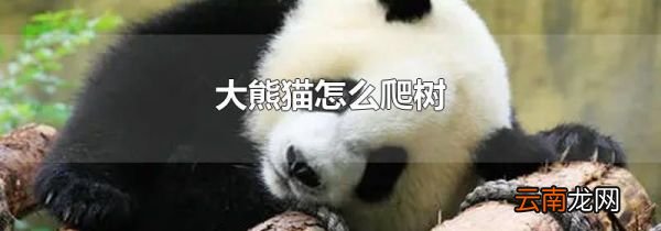 大熊猫怎么爬树