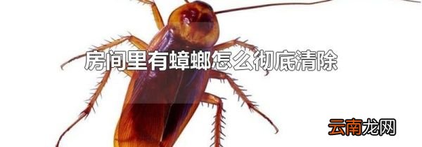 房间里有蟑螂怎么彻底清除