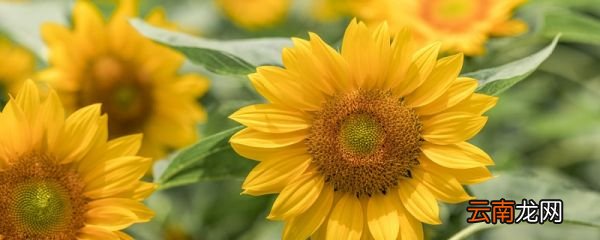 长歌行出自什么 长歌行出自哪里