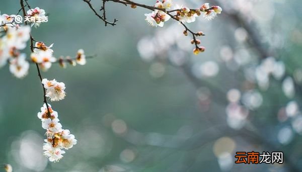 梅花的象征意义 梅花代表什么象征意义