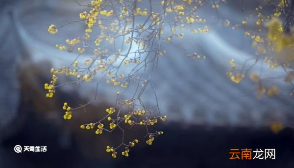 梅花的象征意义 梅花代表什么象征意义