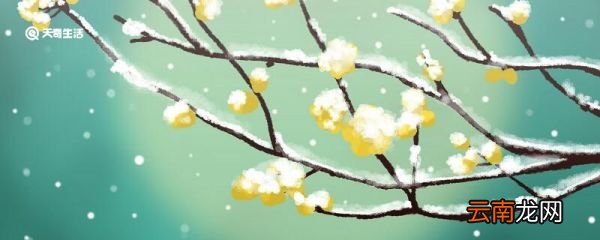 梅花的象征意义 梅花代表什么象征意义