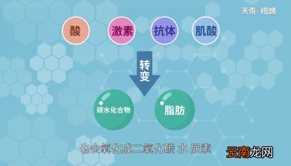 氨基酸是高分子化合物吗氨基酸属于高分子化合物吗