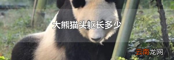 大熊猫头躯长多少