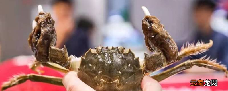 螃蟹钳子上黑色像泥的东西是什么