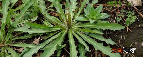 苦菜的功效与作用 苦菜的功效与作用是什么