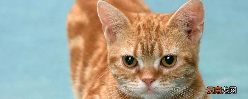 虚伪的猫怎么写结尾
