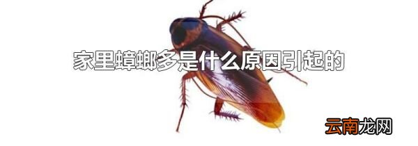 家里蟑螂多是什么原因引起的