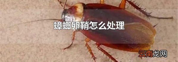 蟑螂卵鞘怎么处理
