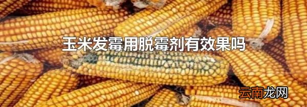 玉米发霉用脱霉剂有效果吗