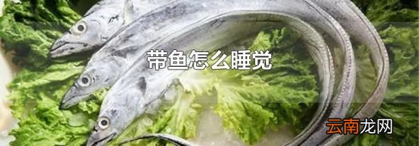 带鱼怎么睡觉