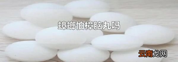 蟑螂怕樟脑丸吗
