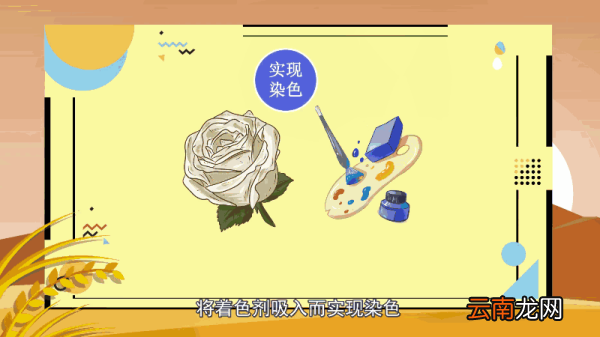蓝色妖姬的花语 蓝色妖姬的花语是什么