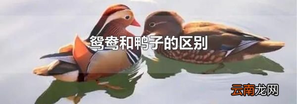 鸳鸯和鸭子的区别