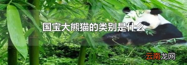 国宝大熊猫的类别是什么