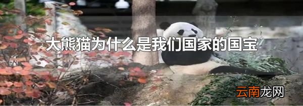 大熊猫为什么是我们国家的国宝