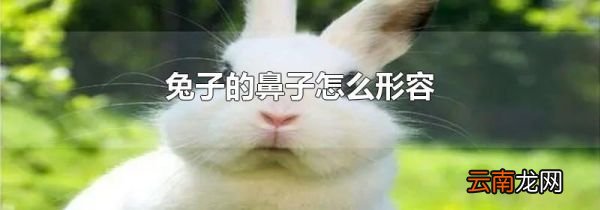 兔子的鼻子怎么形容