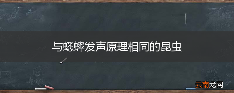 与蟋蟀发声原理相同的昆虫