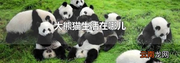 大熊猫生活在哪儿