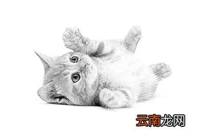 Photoshop制作素描效果详细操作流程